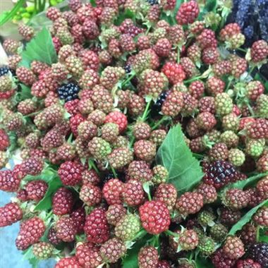 Rubus Chester