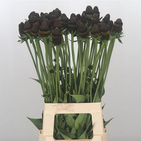 Rudbeckia Black Nipple