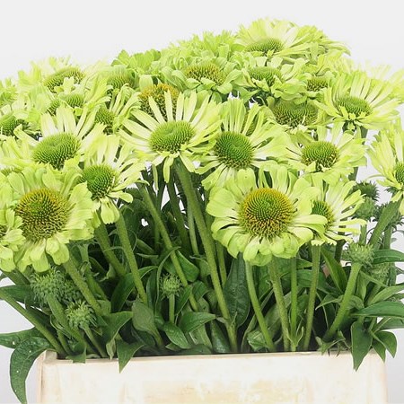 Rudbeckia Green Jewel