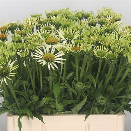 Rudbeckia White Swan
