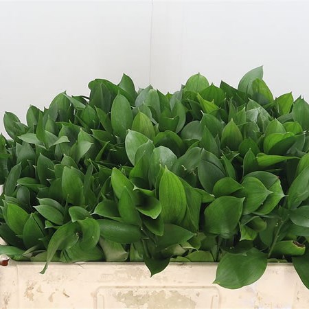 Ruscus Large Leaf