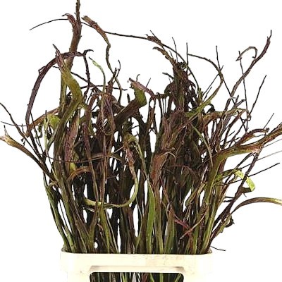 SALIX SEKKA