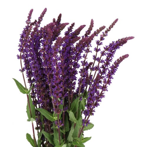 SALVIA CARADONNA