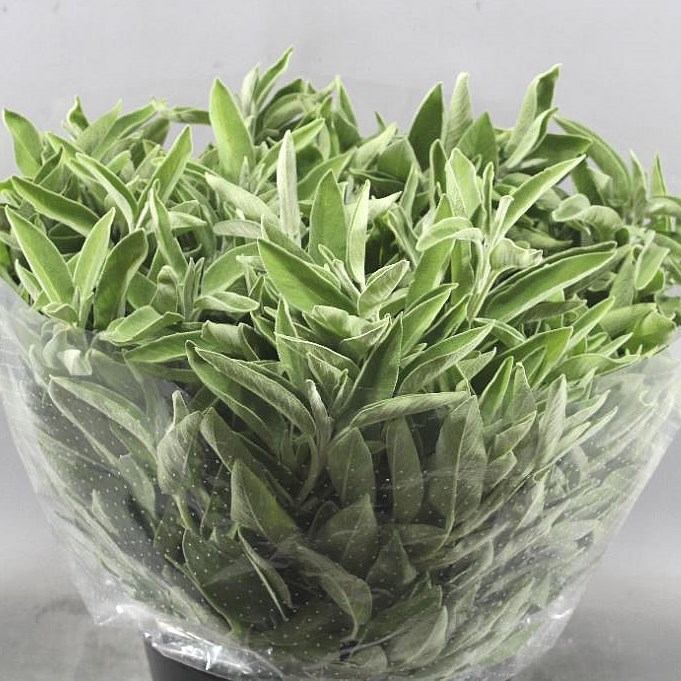 SALVIA LEAVES (SAGE)