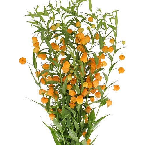 SANDERSONIA