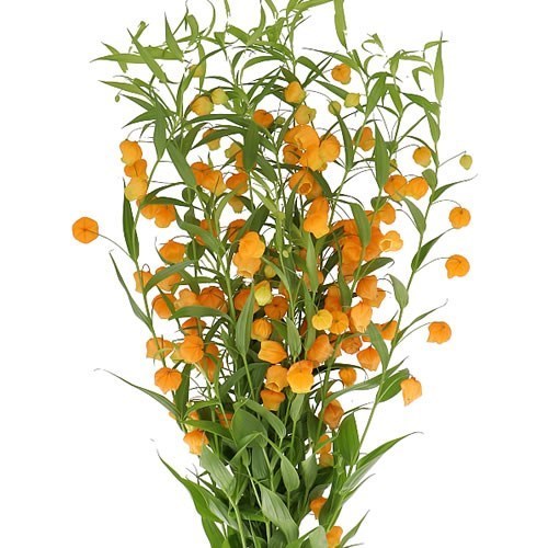 SANDERSONIA