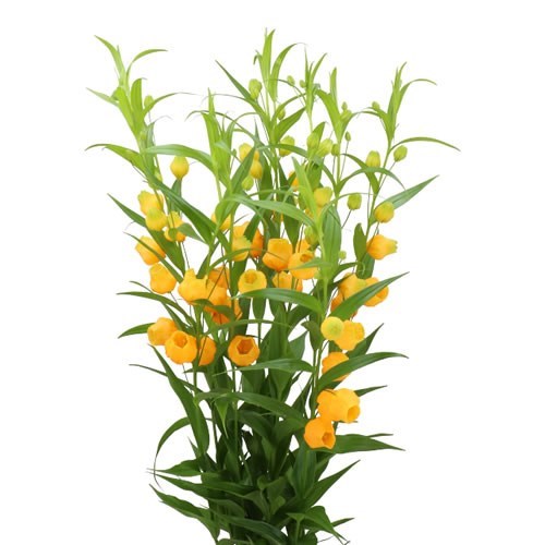 SANDERSONIA ROY HIGH