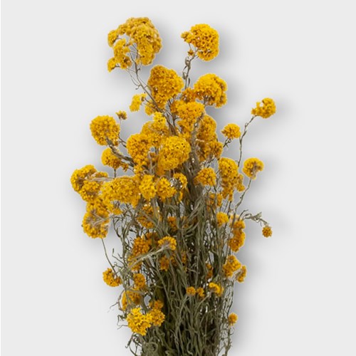 SANFORDII NATURAL YELLOW (DRIED) 50cm Wholesale Dried Flowers UK