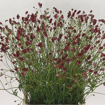 SANGUISORBA ARNHEM