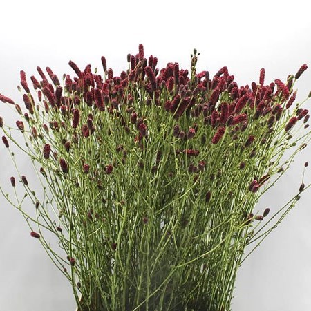 SANGUISORBA ARNHEM