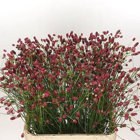 SANGUISORBA OFFICINALIS