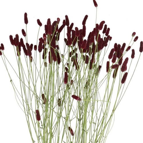 SANGUISORBA OFFICINALIS BIG DREAM