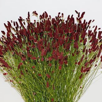 SANGUISORBA OFFICINALIS BIG DREAM