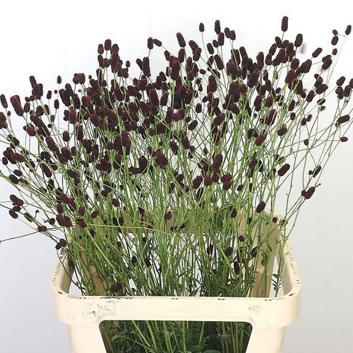 SANGUISORBA OFFICINALIS BLACK DREAM