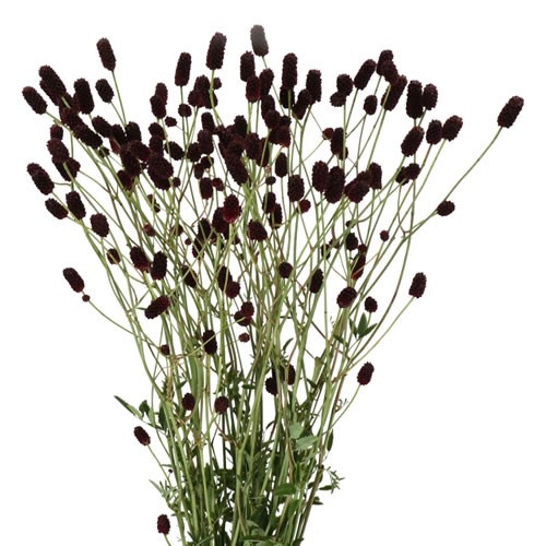 SANGUISORBA OFFICINALIS BLACK DREAM
