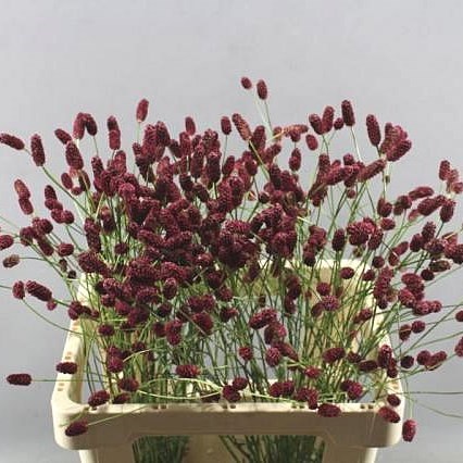 SANGUISORBA OFFICINALIS RED DREAM