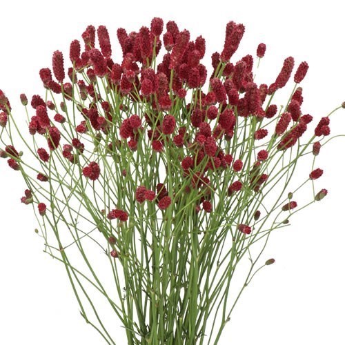 SANGUISORBA OFFICINALIS RED DREAM