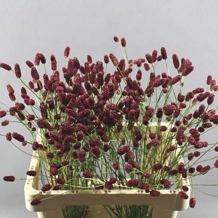 SANGUISORBA OFFICINALIS RED DREAM