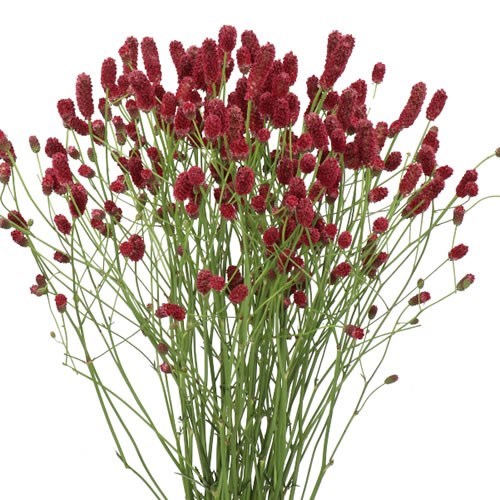 SANGUISORBA OFFICINALIS RED DREAM