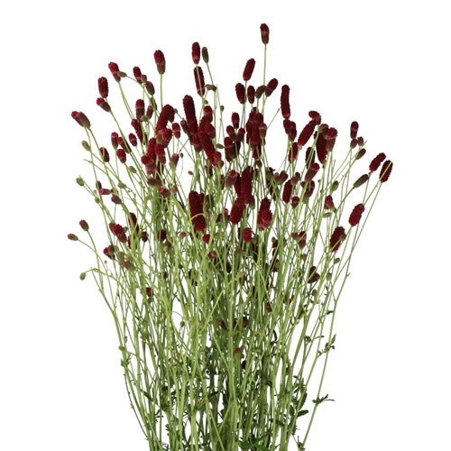 SANGUISORBA SCARLET STAR