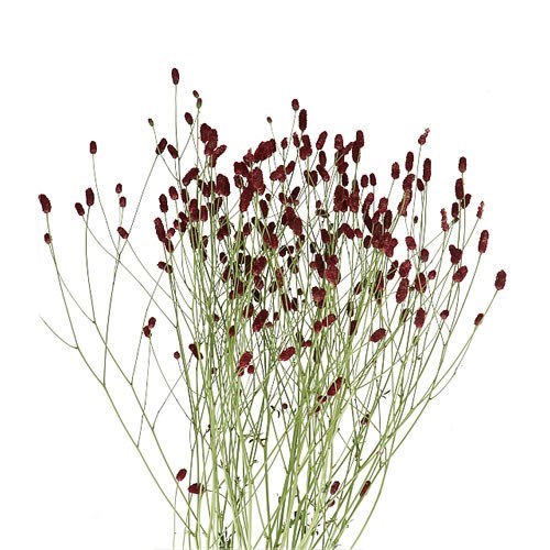 SANGUISORBA TOUGH DREAM