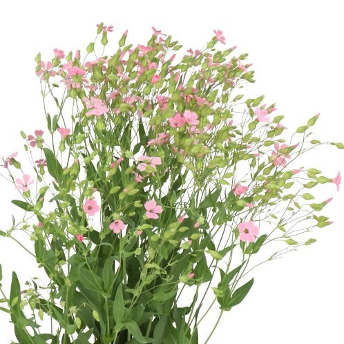 SAPONARIA PINK