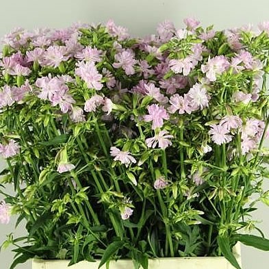 SAPONARIA ROSEA PLENA