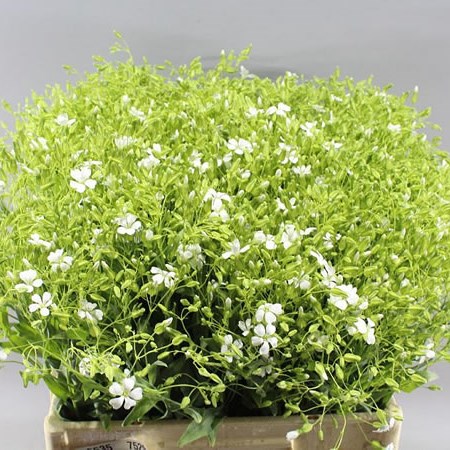 SAPONARIA WHITE