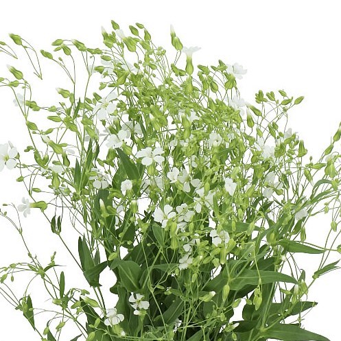 SAPONARIA WHITE