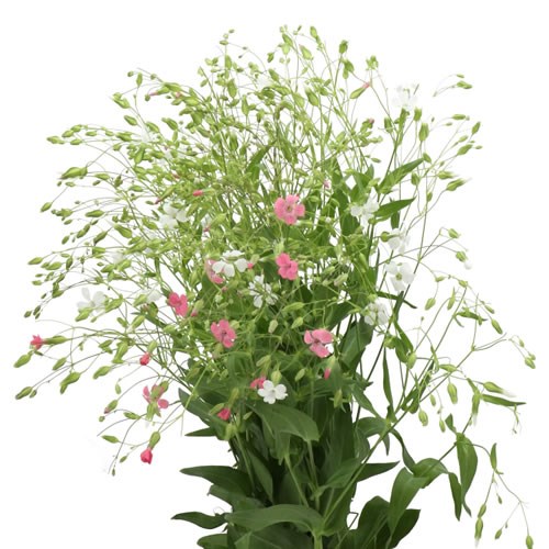 SAPONARIA WHITE/PINK MIX