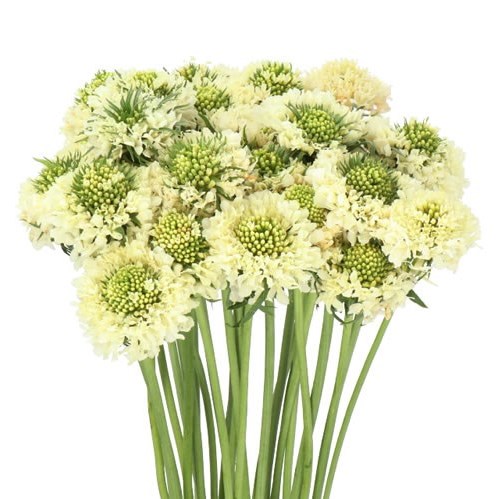 SCABIOSA BANANA SCOOP