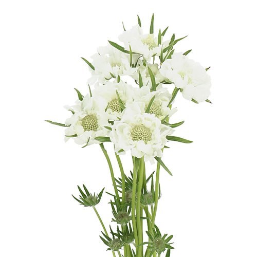 SCABIOUS MIDSUMMER SNOW
