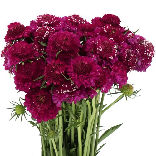 SCABIOUS BERRY BLISS
