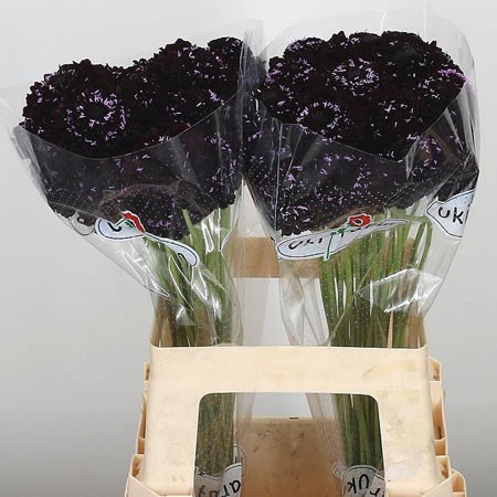 SCABIOUS BLACKBERRY SCOOP