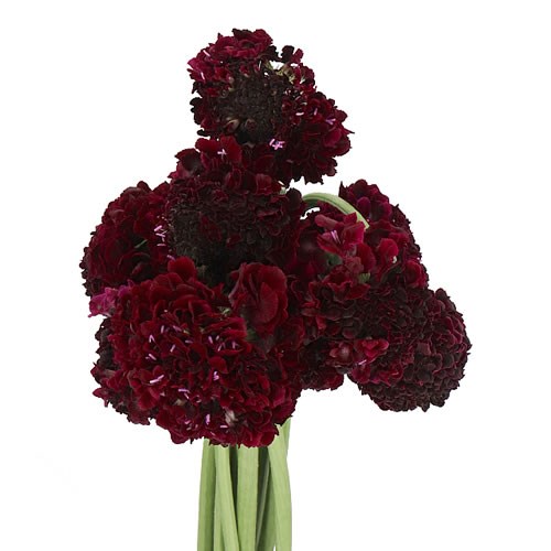 SCABIOUS BLACKBERRY SCOOP