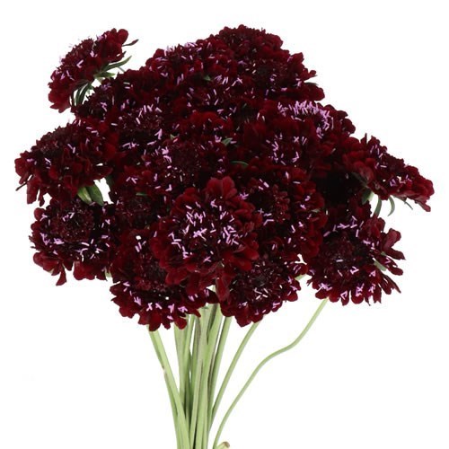 SCABIOUS BLACKBERRY SCOOP