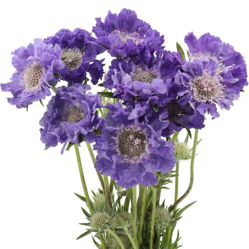 SCABIOUS BLUE BIRD