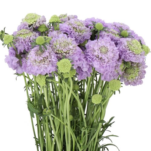 SCABIOUS BON BON SCOOP TEA BERRY