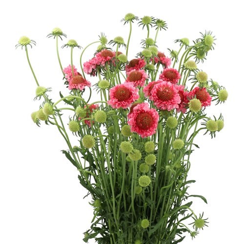 SCABIOUS COTTON CANDY SCOOP