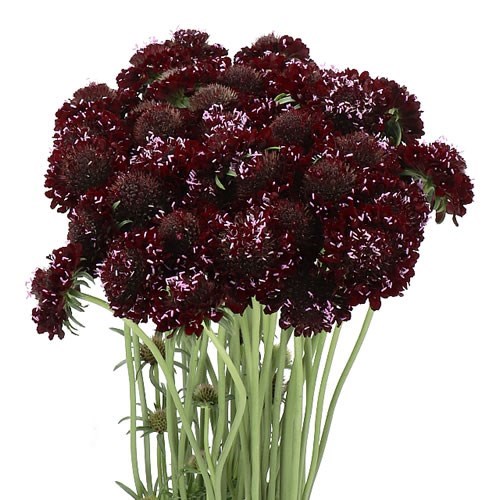SCABIOUS DA VINCI