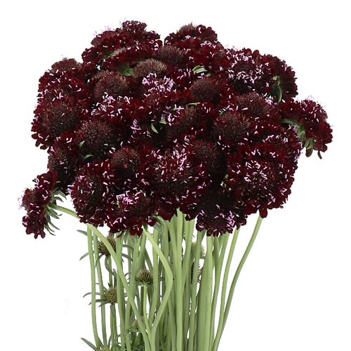 SCABIOUS DA VINCI