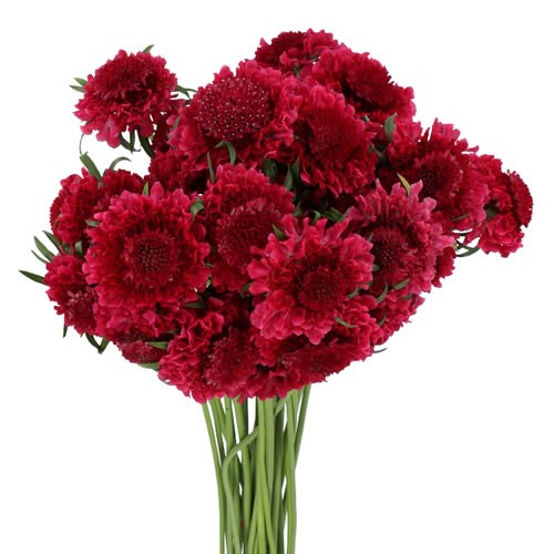 SCABIOUS DARK CHERRY SCOOP