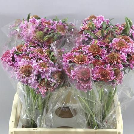 SCABIOUS FOCAL SCOOP BICOLOR PINK