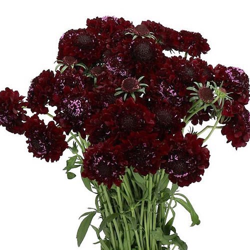 SCABIOUS FOCAL SCOOP BLACKBERRY