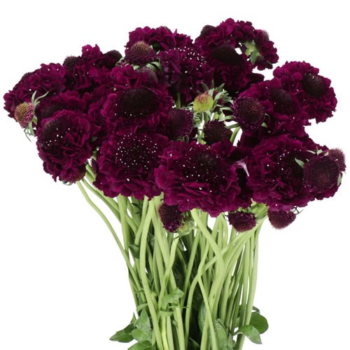 SCABIOUS FOCAL SCOOP CRANBERRY
