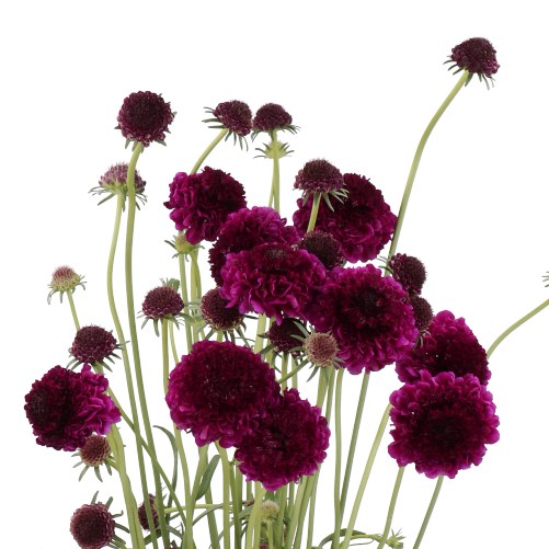 SCABIOUS FOCAL SCOOP DARK PURPLE