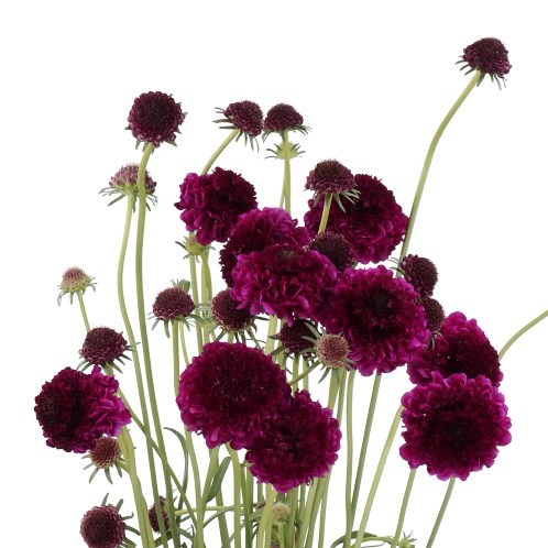 SCABIOUS FOCAL SCOOP DARK PURPLE