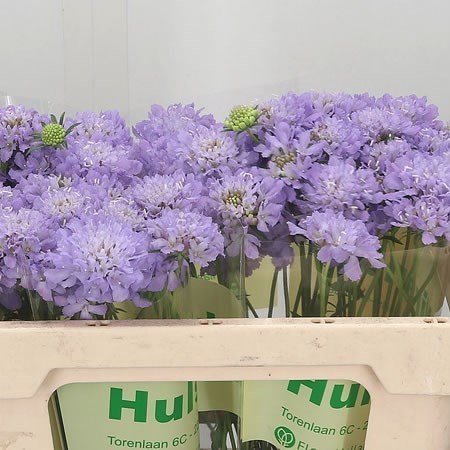 SCABIOUS FOCAL SCOOP LAVENDER