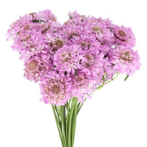 SCABIOUS FOCAL SCOOP LILAC