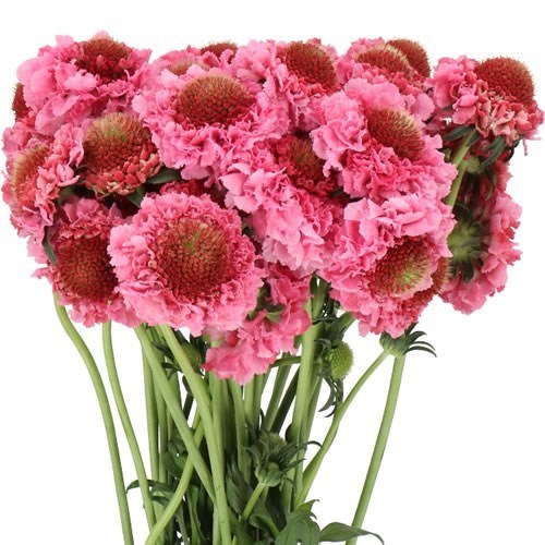 SCABIOUS FOCAL SCOOP POPSICLE